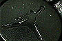 Jordan Brand "Shiny Nylon Bomber Jacket" 010